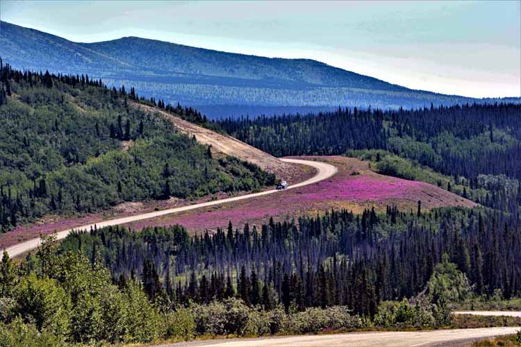 wildflowers in bloom 